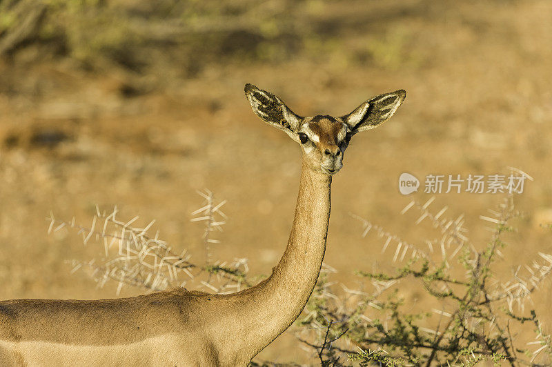 该gerenuk, Litocranius walleri，是一种长颈羚羊。肯尼亚桑布鲁国家保护区。